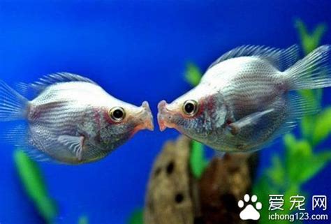 接吻魚飼養 右耳有痣女